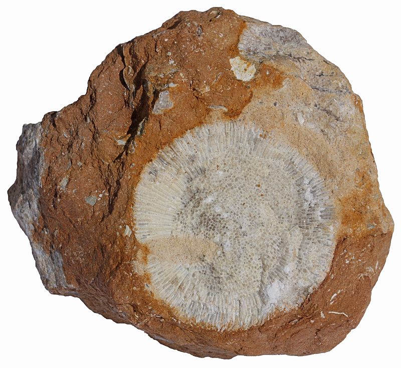 Bryozoan in oil shale