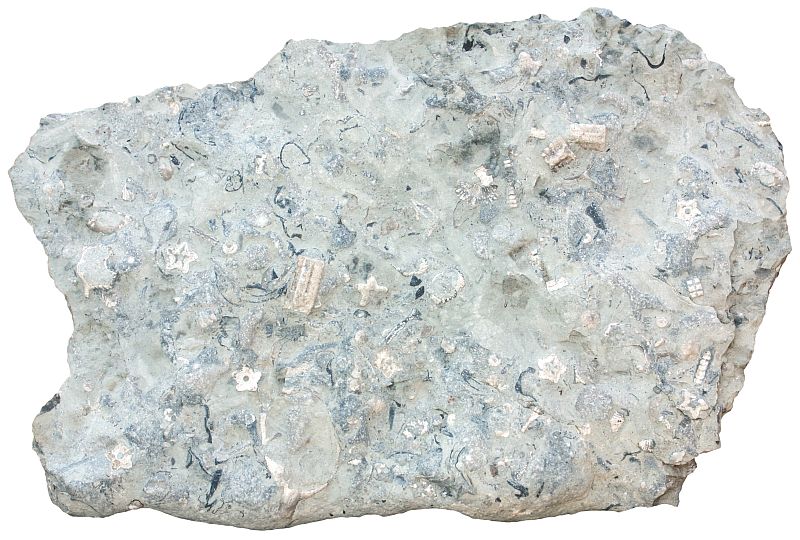 Limestone, crinoid, Ordovician, Estonia