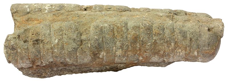 Nautiloid fossil from Estonia