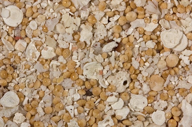 Biogenic sand from Tuamotu.