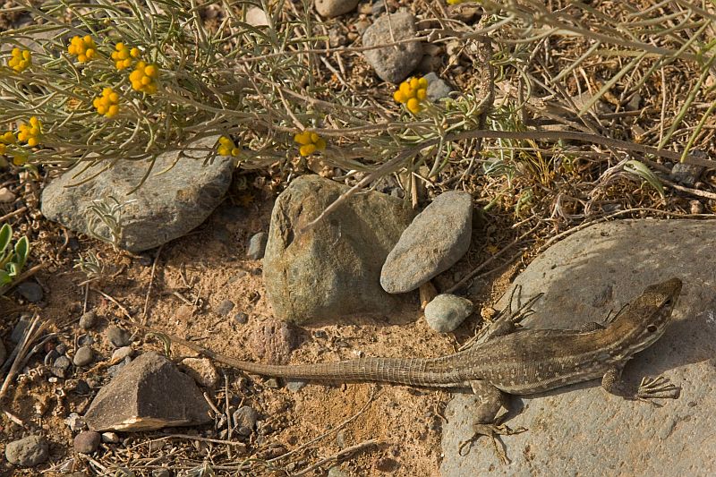 Tenerife-lizard-Gallotia-galloti