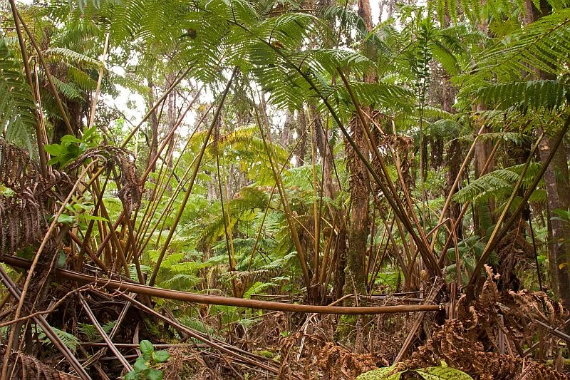 Fern forest in Hawaii