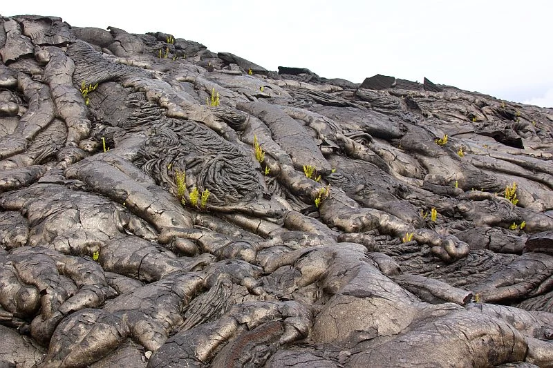 Plants start to grow on a fresh lava flow