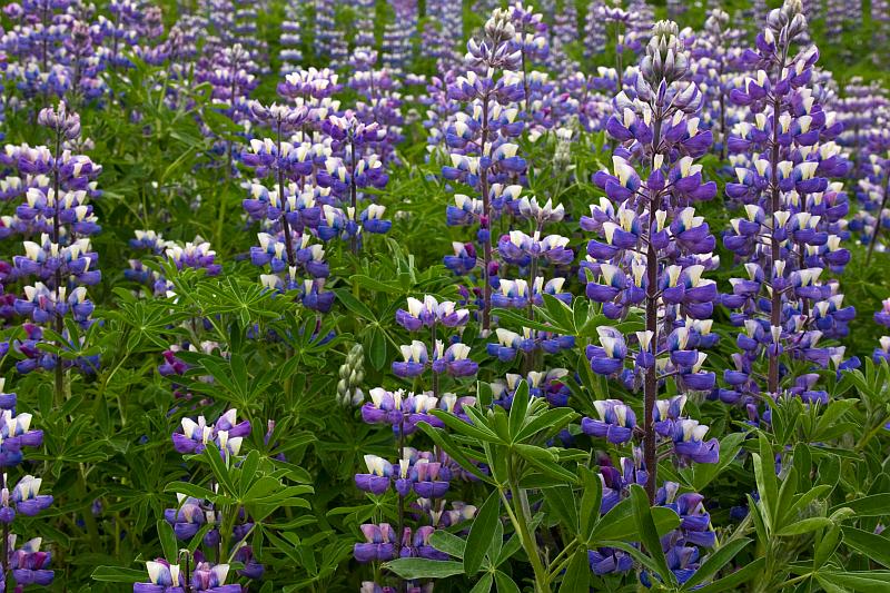 Close-up of Nootka lupines growing in Iceland
