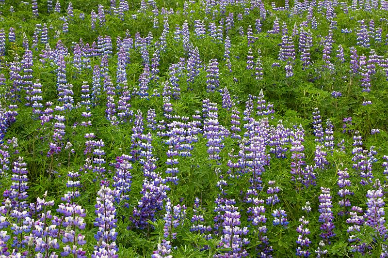 Field of Nootka lupines in Iceland