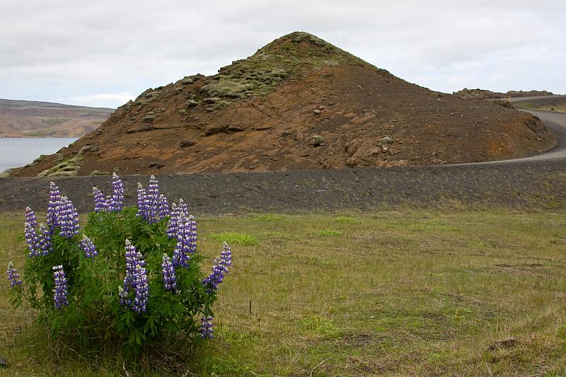 Nootka lupine in Iceland