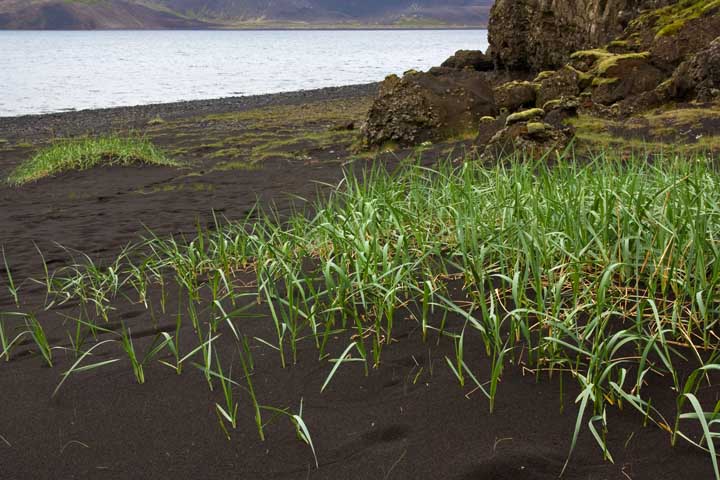 Black sand on the Reykjanes Peninsula