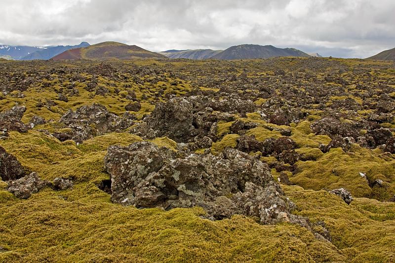 Aa-lava field and moss