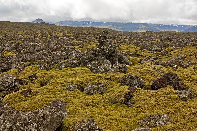 Aa-lava field and moss