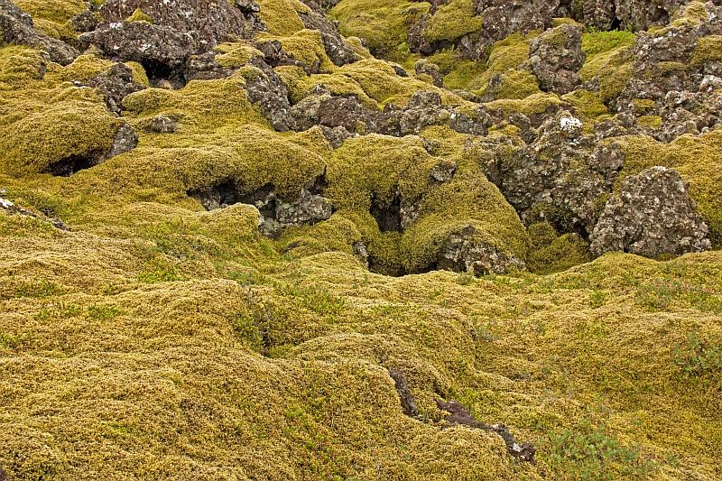 Moss covered lava in Iceland