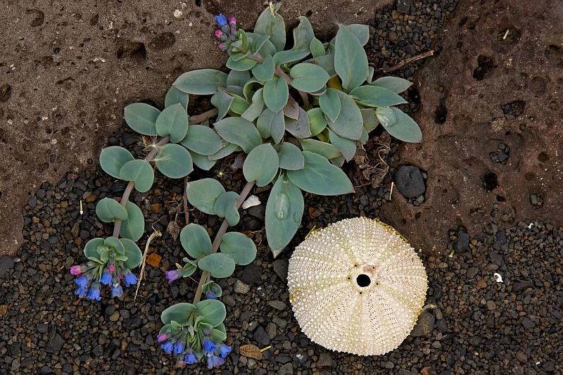 Oysterleaf and sea urchin on a rocky coast in Iceland