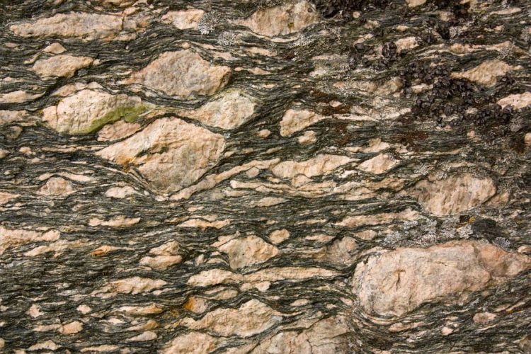 Mylonite with large (largest is over 10 cm) K-feldspar porphyroclasts. Sør-Trøndelag, Norway.