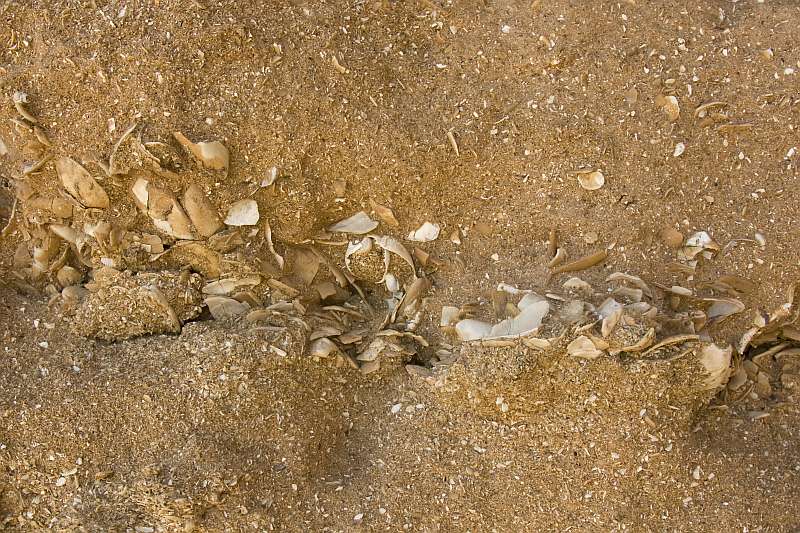 Layer of coquina in a calcarenitic limestone