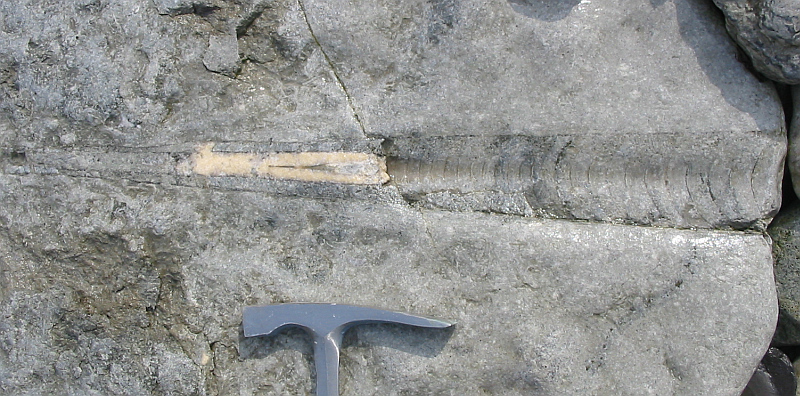 Nautiloid Ordovician