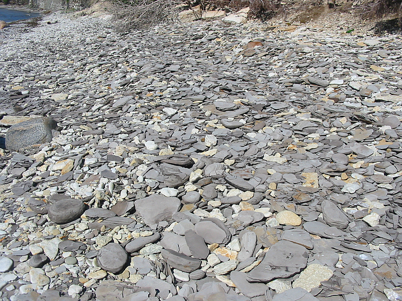 Alum shale shingles