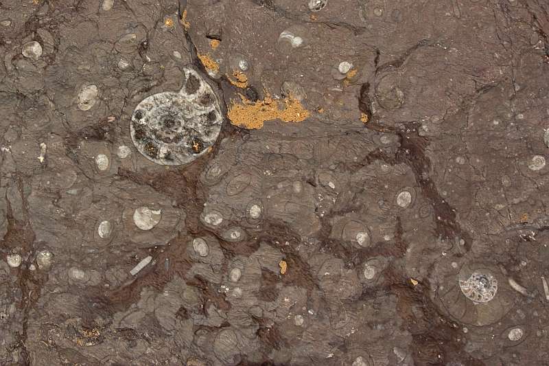 Nautiloid (cephalopod) fossils in Ordovician limestone in Morocco