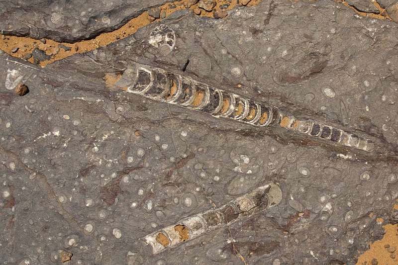 Nautiloid (cephalopod) fossils in Ordovician limestone in Morocco