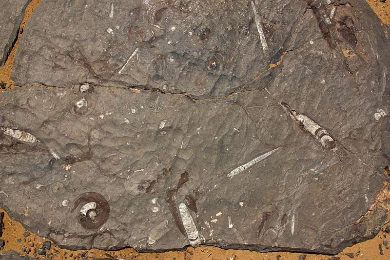 Nautiloid (cephalopod) fossils in Ordovician limestone in Morocco