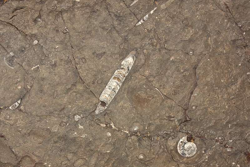 Nautiloid (cephalopod) fossils in Ordovician limestone in Morocco