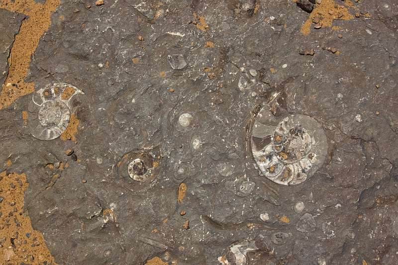 Nautiloid (cephalopod) fossils in Ordovician limestone in Morocco