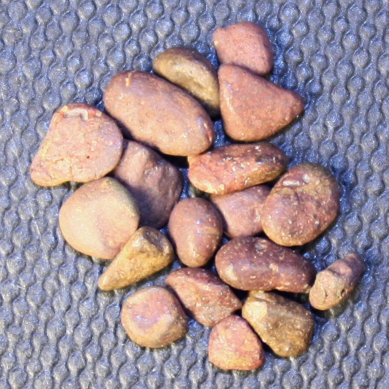Rhyolite fragments