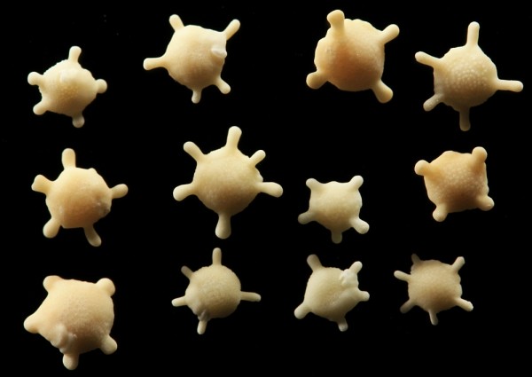 Foram genus Calcarina