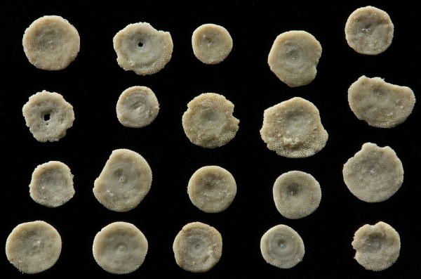 Foraminifera from Cyprus