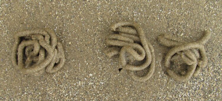 Lugworm casts