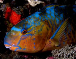 Parrotfish