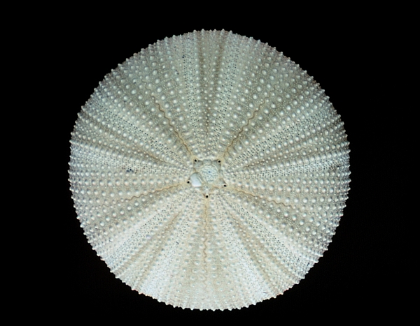 Sea urchin test