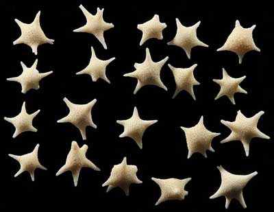 Star sand forams