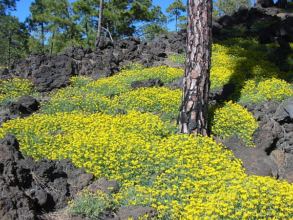 Yellow flowers on black lava rock