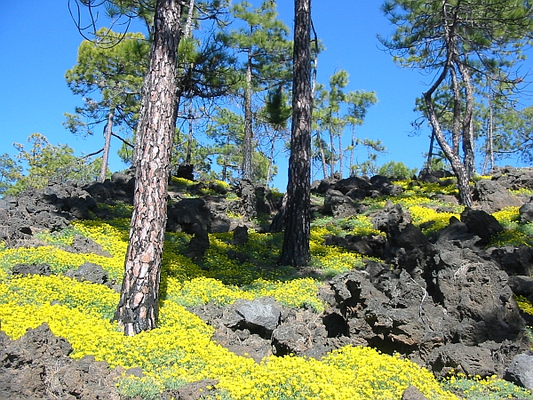 Yellow flowers on black lava rock