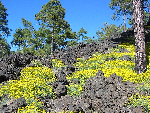 Yellow flowers on black lava rock