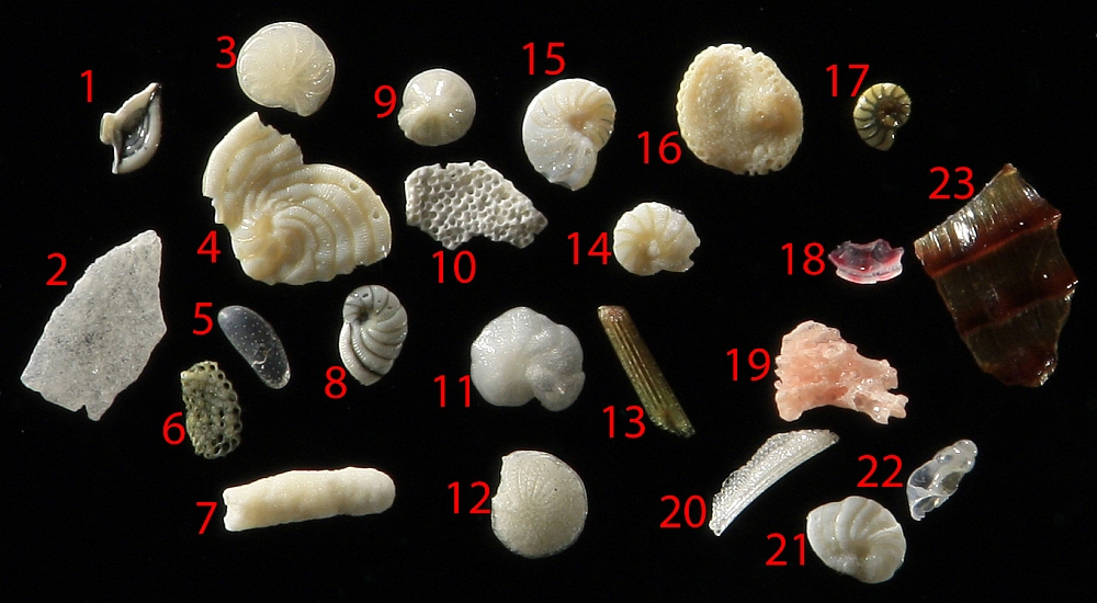 Biogenic grainsZakynthos biogenous sand grains